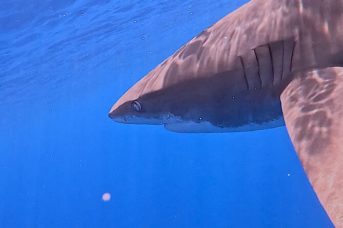 Guided Small Group Whale Watching and Swim Tour Tahiti - What the $238.07 price gets you
