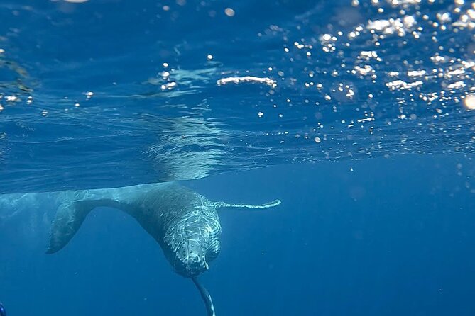 Guided Small Group Whale Watching and Swim Tour Tahiti - Who should book this tour