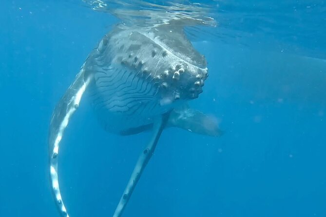 Guided Small Group Whale Watching and Swim Tour Tahiti - How the possible whale swim works