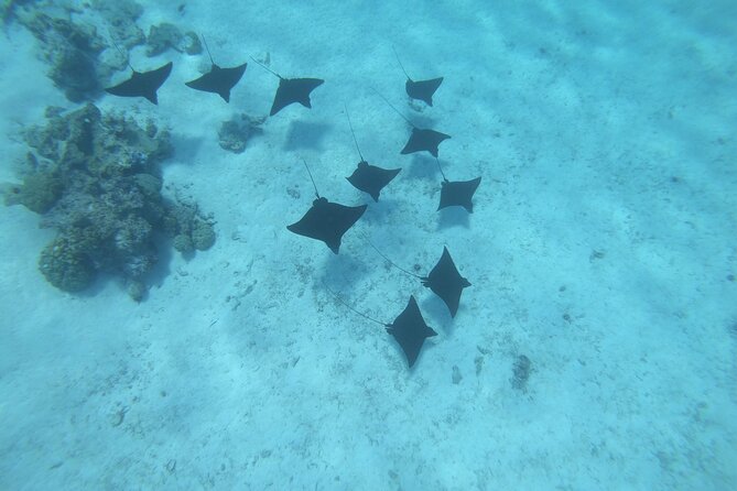 Half a day to discover Bora Bora with O-sea - Snorkeling in the coral garden