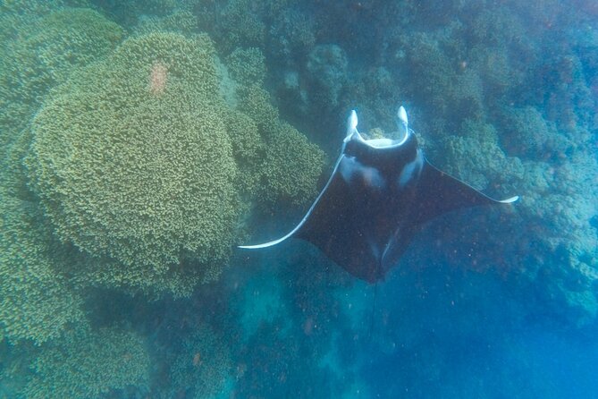 Half a day to discover Bora Bora with O-sea - What is included for $140