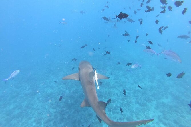 Half a day to discover Bora Bora with O-sea - The possible manta ray stop