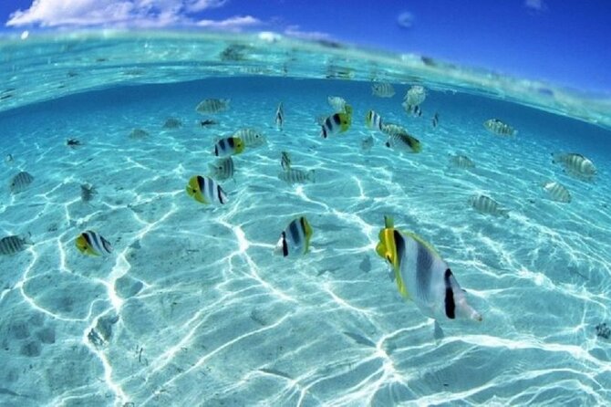 Half day Eco Snorkeling small group Tour in Bora Bora - Group size, timing, and who will enjoy it most