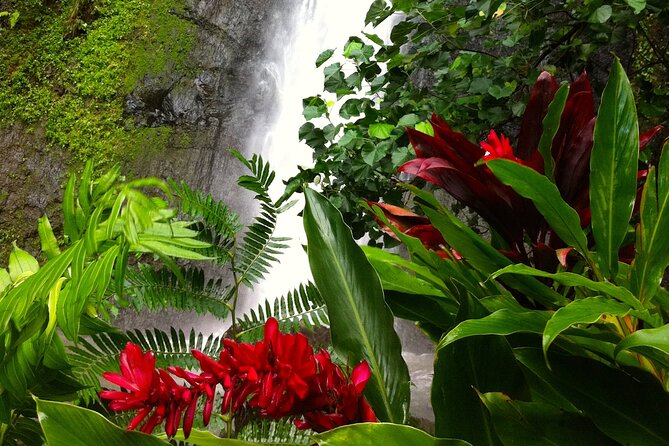 Half-Day Guided Hike to Afareaitu Waterfall - Walking into Moorea’s sacred Afareaitu Valley