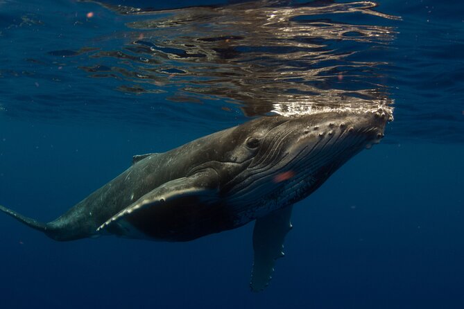 Half-Day Humpback Whales Encounter in Moorea - Meeting the crew at Coco Beach Restaurant