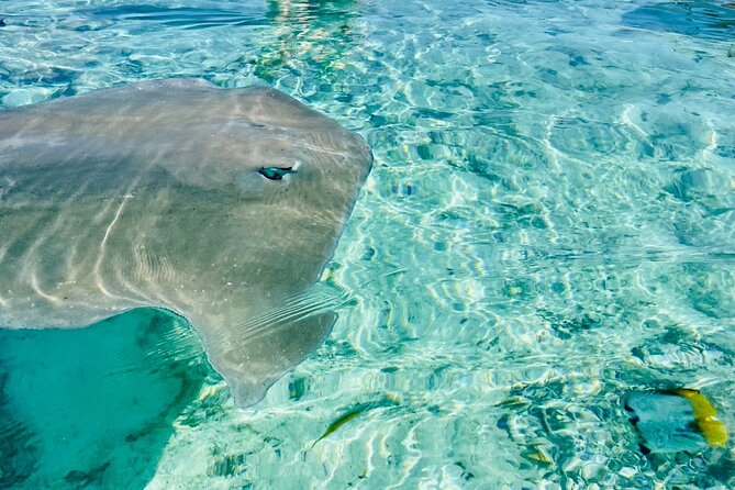 Half day lagoon safari tour in Bora Bora- Shared tour - What this Bora Bora lagoon tour is really about