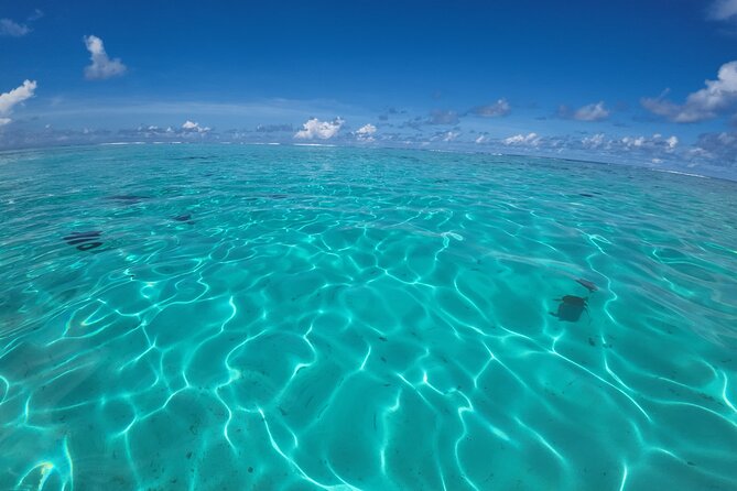 Half Day Private Boat Snorkeling Excursion Moorea - Turtles and stingrays near Tiahura