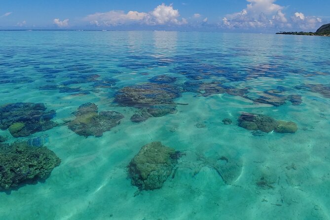 Half Day Private Boat Snorkeling Excursion Moorea - Dolphin watching, if luck is on your side