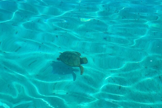 Half Day Private Boat Snorkeling Excursion Moorea - Fresh fruit, juice, and what to bring