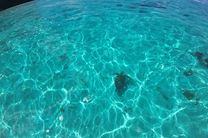 Half Day Private Boat Snorkeling Excursion Moorea - Is $881.50 a fair price?