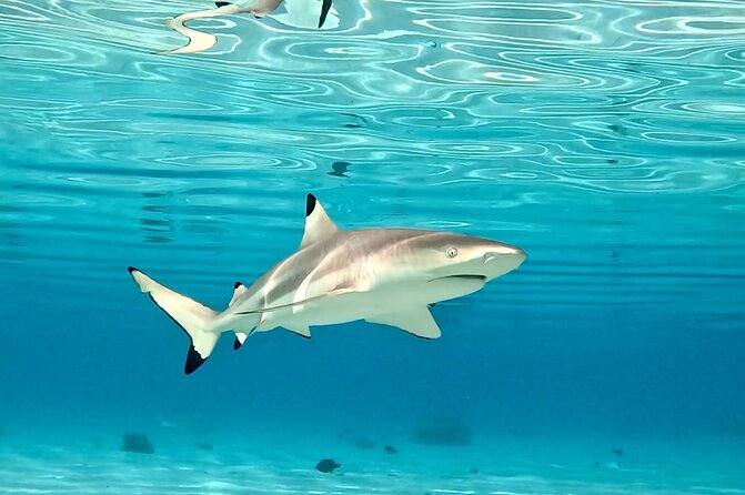 Half Day / Private Lagoon Adventure in Mo'orea - Snorkeling through Mooreas coral garden