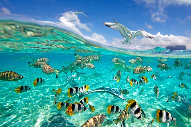 Half Day Private Lagoon Snorkeling Experience - The Aquarium snorkeling stop