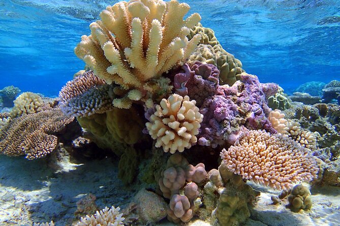 Half Day Private Lagoon Snorkeling Experience - Who will enjoy this most
