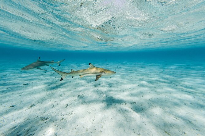 Half-Day Private Luxury Tour from Bora Bora - How the price measures up