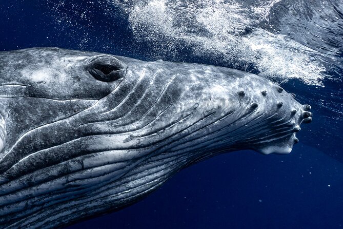 Half Day Private Whale Watching in Moorea - Key points to know