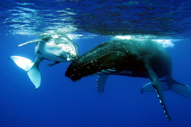 Half Day Private Whale Watching in Moorea - A private boat makes the day more flexible