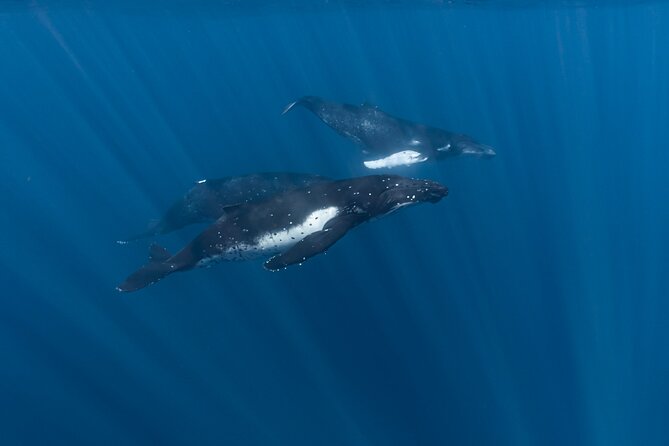 Half Day Private Whale Watching in Moorea - Leaving from Moorea Marina at Opunohu