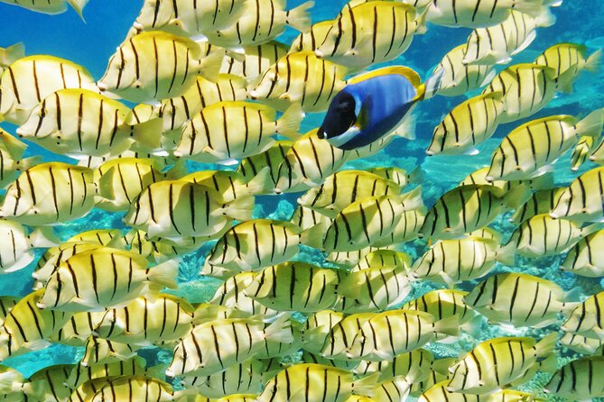 Half-Day Small-Group Cruise in Bora Bora with Snorkelling - Equipment, comfort, and what you should bring