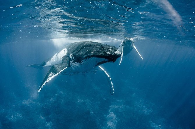 Half-Day Small-Group Cruise in Bora Bora with Snorkelling - Is $142.50 a fair price?