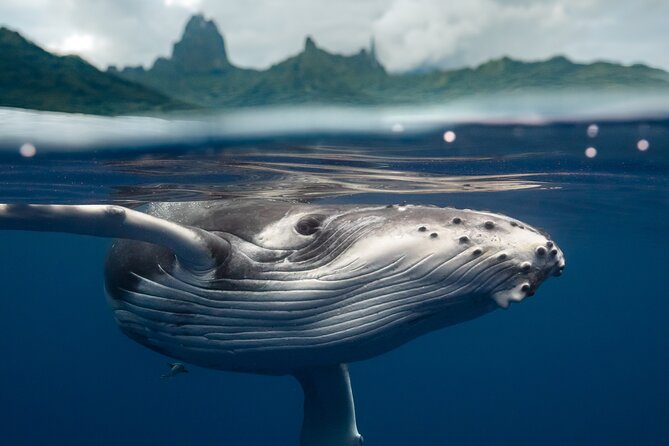 Half Day Small Group Whale Watching - Why six people changes the whale-watching experience