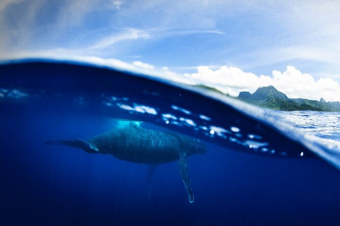 Half Day Small Group Whale Watching - The guides make the difference