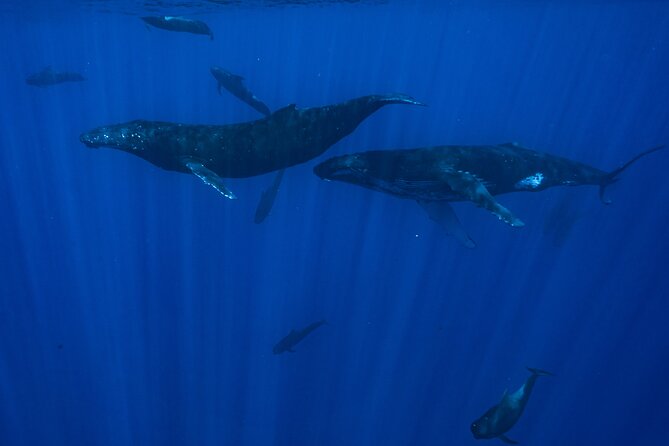 Half Day Small Group Whale Watching - More than whales, but keep expectations sensible