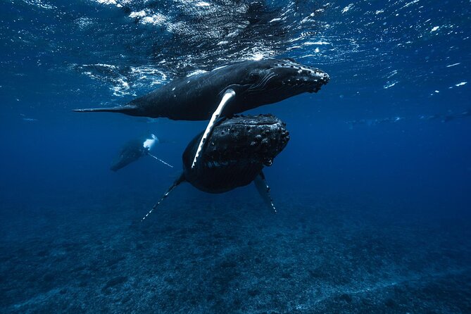 Half Day Small Group Whale Watching - Humpback whales from August through November