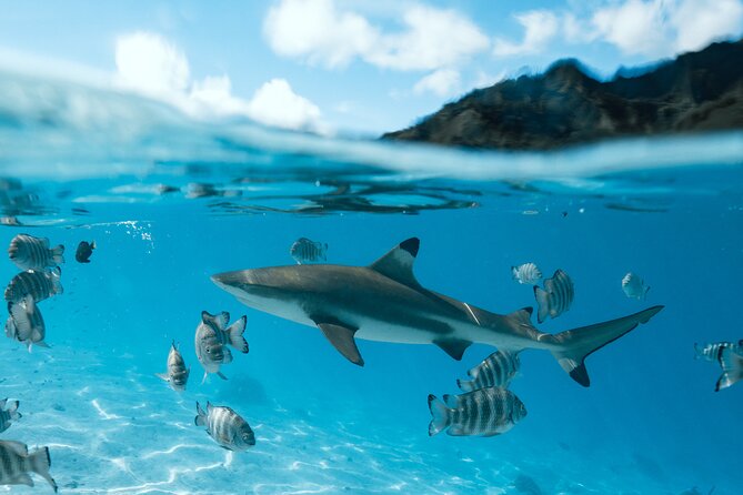 Half Day Snorkeling in Moorea - Fish, Turtles, and Moorea’s Underwater Art