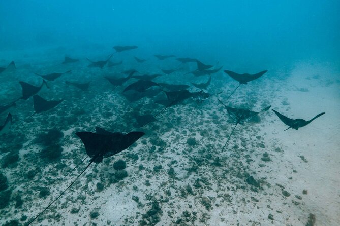 Half Day Snorkeling in Moorea - The Crew and the Small-Boat Advantage