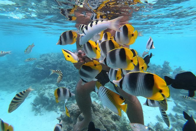 Half Day Snorkeling in Moorea - The Shallow Sandbar for Sharks and Stingrays