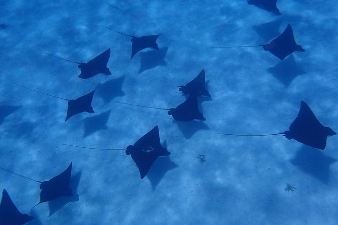 Half day Snorkeling Shared Boat Tour in Bora Bora - Quick points to know