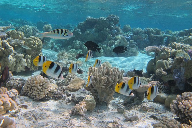 Half day Snorkeling Shared Boat Tour in Bora Bora - Why the route changes each morning