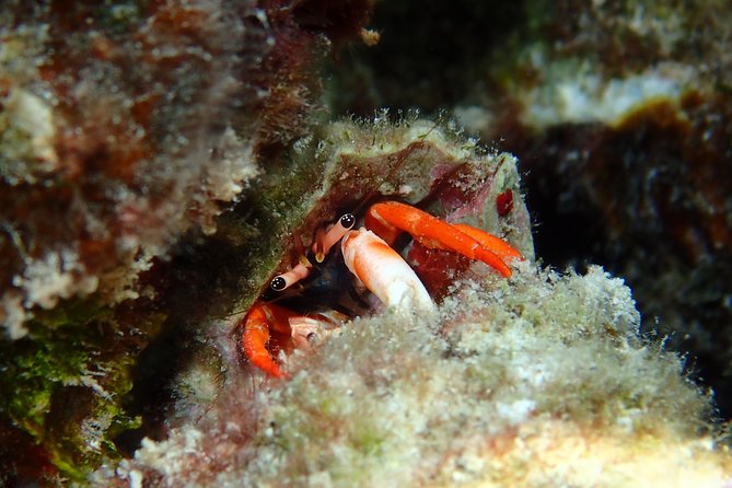 Half day Snorkeling Shared Boat Tour in Bora Bora - Stop three: the coral garden