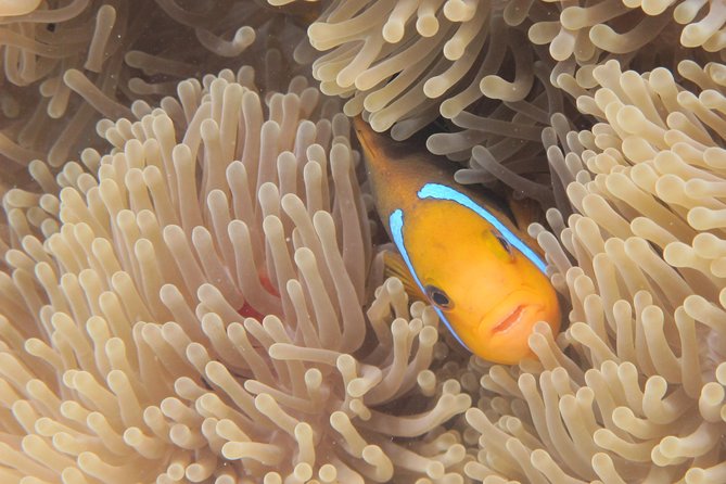Half day Snorkeling Shared Boat Tour in Bora Bora - A possible fourth stop, plus surprises along the way