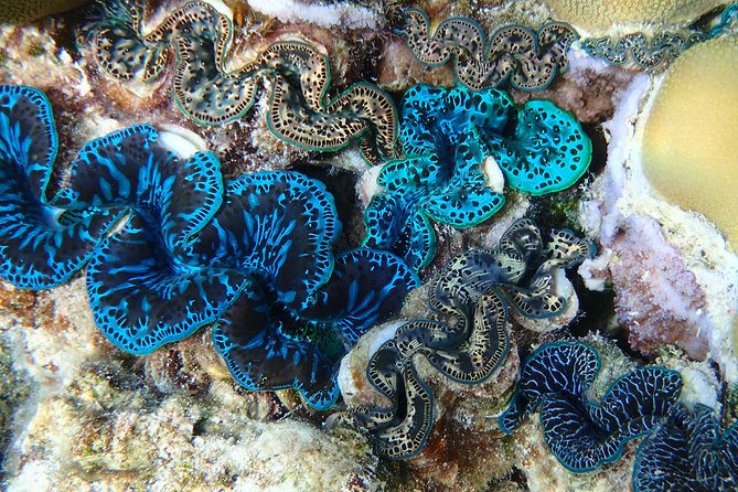 Half day Snorkeling Shared Boat Tour in Bora Bora - The small boat makes a real difference