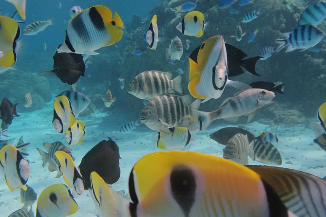 Half day Snorkeling Shared Boat Tour in Bora Bora - Stop one: manta rays in their natural setting