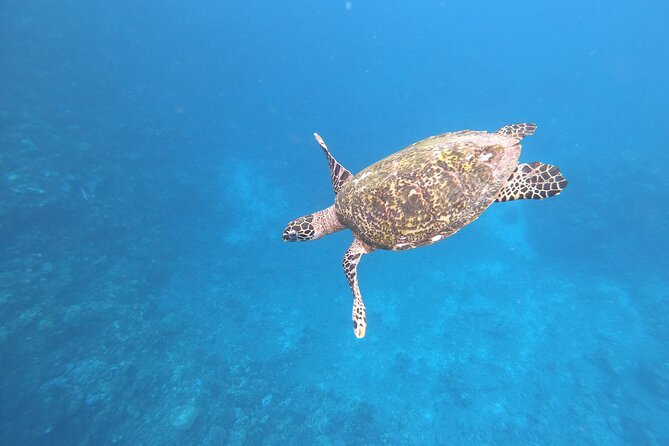 Half-Day Snorkeling Tour in Tahiti - Key things to know before you book