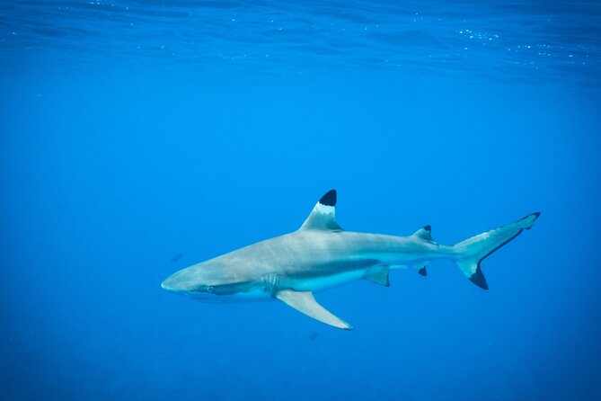 Half-Day Snorkeling Tour in Tahiti - The Aquarium and its small wrecks