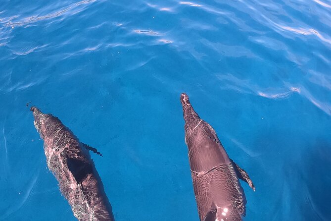 Half-Day Snorkeling Tour in Tahiti - Sapinus Bay and the search for turtles