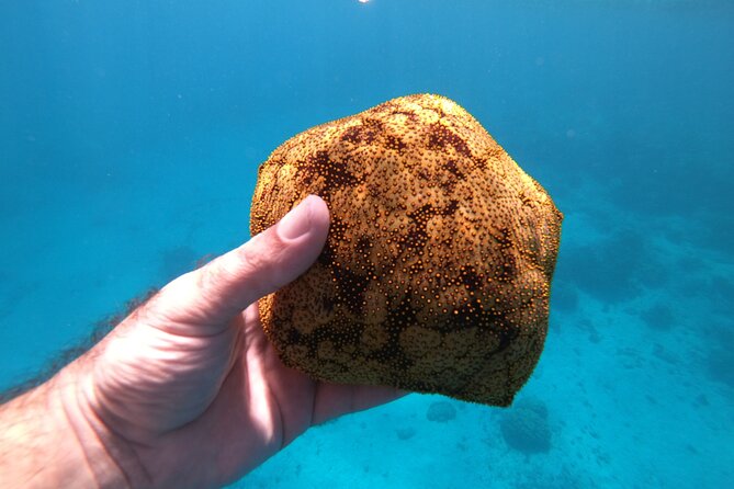 Half-Day Snorkeling Tour in Tahiti - Weather, safety, and comfort concerns