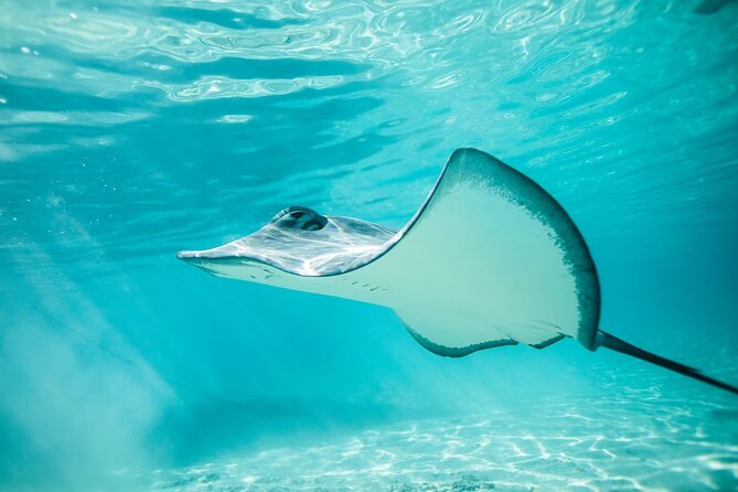 Half Day Tour lagoon discovery marine fauna flora small group - The ray and shark sandbar is the easiest first stop