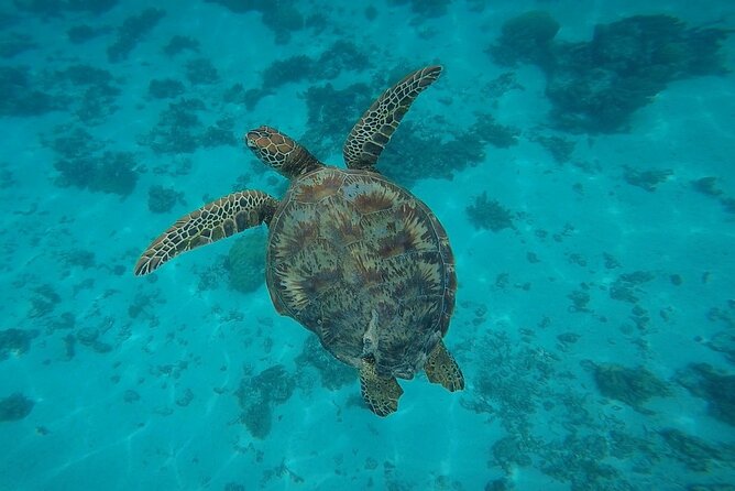 Half Day Tour lagoon discovery marine fauna flora small group - The boat ride links Moorea’s marine habitats