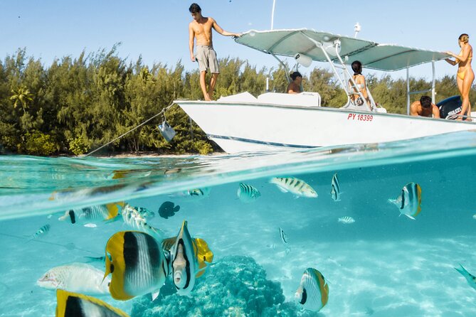 Half Day Tour lagoon discovery marine fauna flora small group - The outer-reef drop-off adds open-water excitement