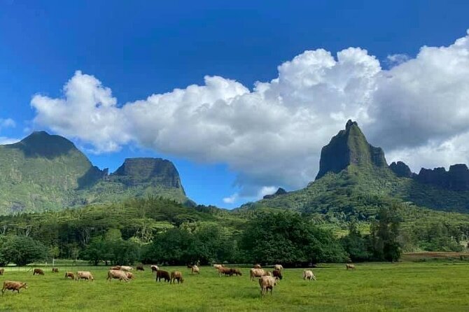 Half-Day Tour of Moorea Island in a Small Group - The agricultural school and Moorea’s working side