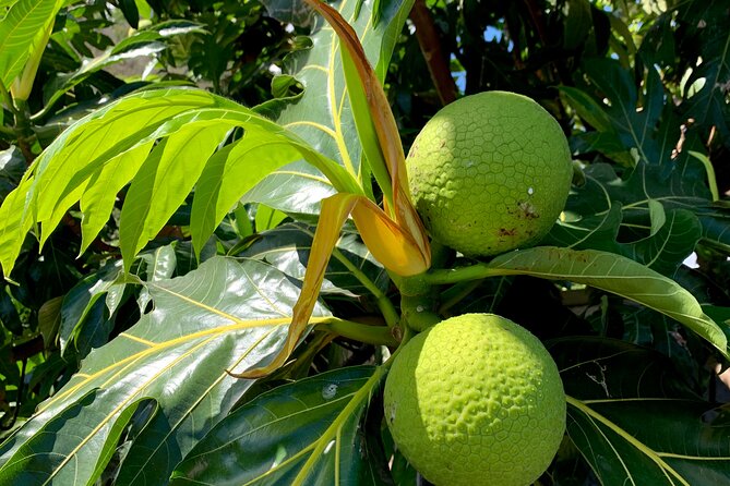 Half-Day Tour of Moorea Island in a Small Group - Rotui fruit juice factory and the tasting stop