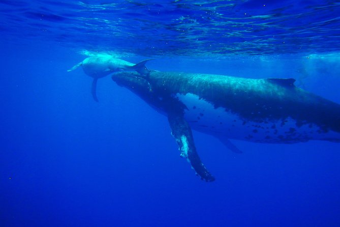 Half day whale tour 4h00 - Key points to know before booking