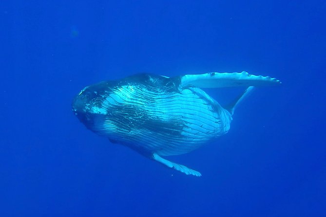 Half day whale tour 4h00 - Meeting humpbacks off Moorea