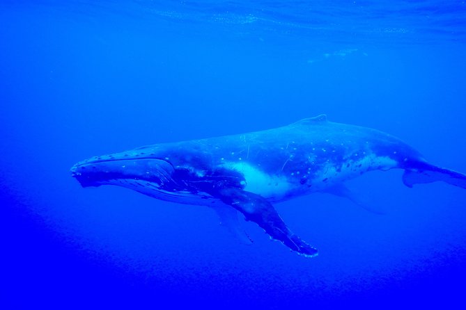 Half day whale tour 4h00 - Opunohu Bay begins the outing