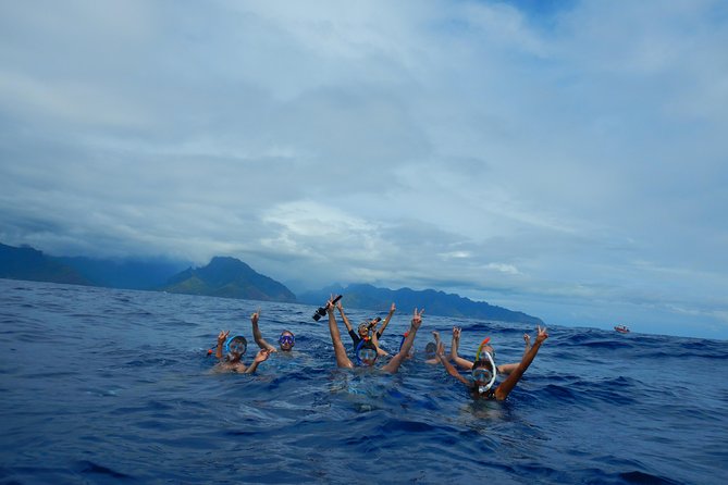 Half day whale tour 4h00 - The lagoon brings a gentler second act