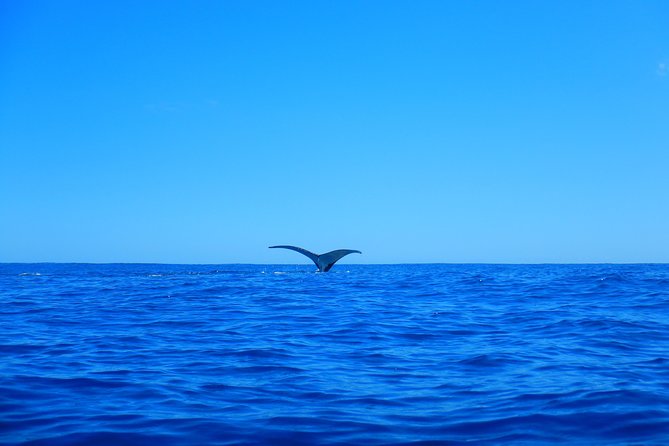 Half day whale tour 4h00 - Guides, instruction, and the safety question